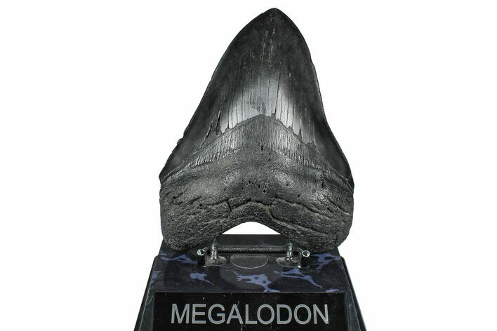 Fossil Megalodon Tooth - South Carolina #371754